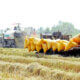 Mùa thu hoạch lúa tại huyện Hồng Dân, tỉnh Bạc Liêu - Ảnh: CHÍ QUỐC