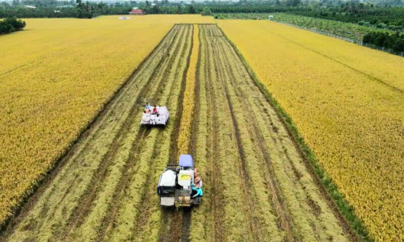 Doanh nghiệp tư nhân đóng góp phần lớn vào tỷ trọng xuất khẩu gạo của Việt Nam